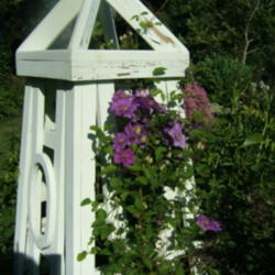 Location: Obelisk garden, full sun
Date: 2012-0623