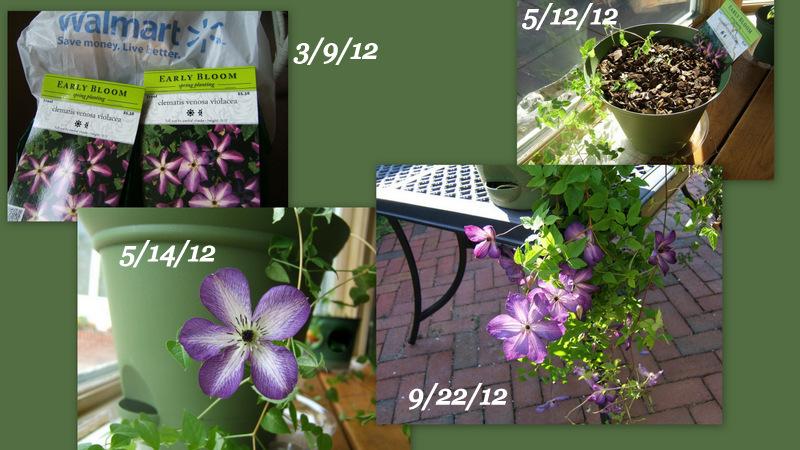 Photo of Clematis (Clematis viticella 'Venosa Violacea') uploaded by pirl