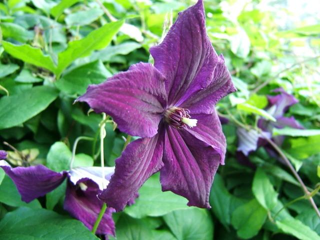 Photo of Clematis 'Jackmanii' uploaded by pirl