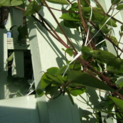 Location: Obelisk garden, full sun
Date: 2012-0507
I used dental floss to tie the plant to the obelisk. It worked we