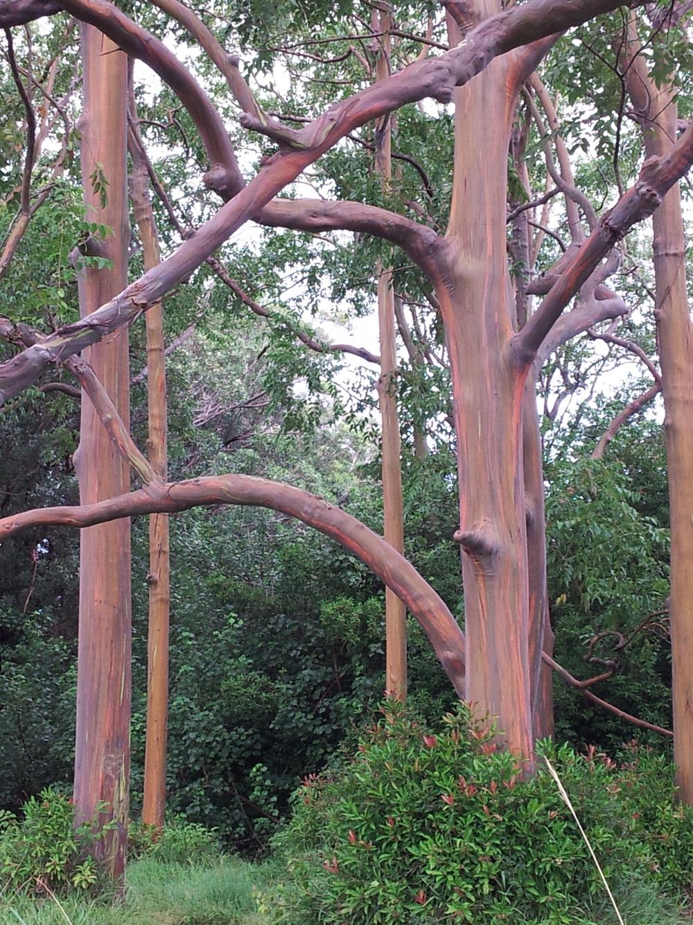 Photo of Rainbow Eucalyptus (Eucalyptus deglupta) uploaded by pniksch