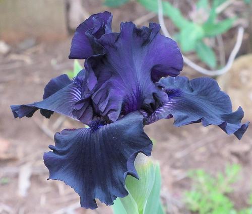Photo of Tall Bearded Iris (Iris 'Ozark Rebounder') uploaded by Bloombuddie