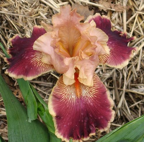 Photo of Tall Bearded Iris (Iris 'Latin Lark') uploaded by Bloombuddie