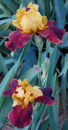 Photo of Tall Bearded Iris (Iris 'Gypsy Caravan') uploaded by Bloombuddie