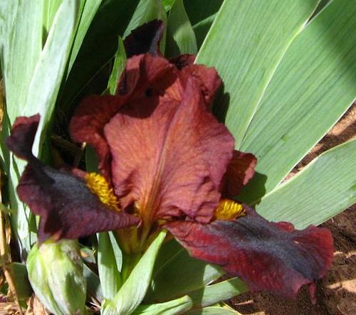 Photo of Standard Dwarf Bearded Iris (Iris 'Little Buccaneer') uploaded by Bloombuddie