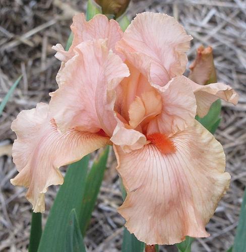 Photo of Tall Bearded Iris (Iris 'Orange Slices') uploaded by Bloombuddie