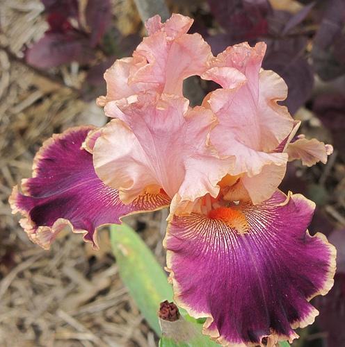 Photo of Tall Bearded Iris (Iris 'Latin Lark') uploaded by Bloombuddie