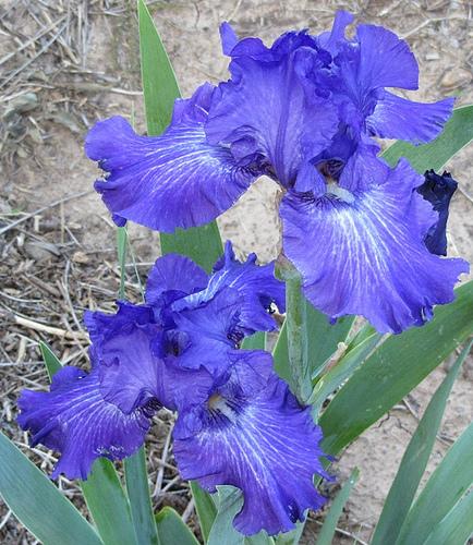 Photo of Tall Bearded Iris (Iris 'Double Dribble') uploaded by Bloombuddie