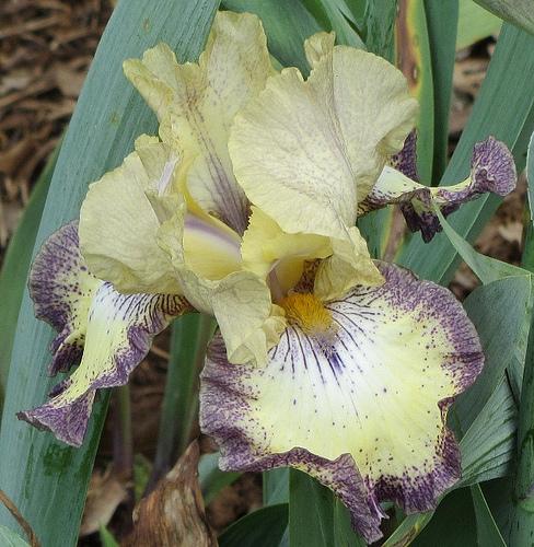 Photo of Tall Bearded Iris (Iris 'Ominous Stranger') uploaded by Bloombuddie