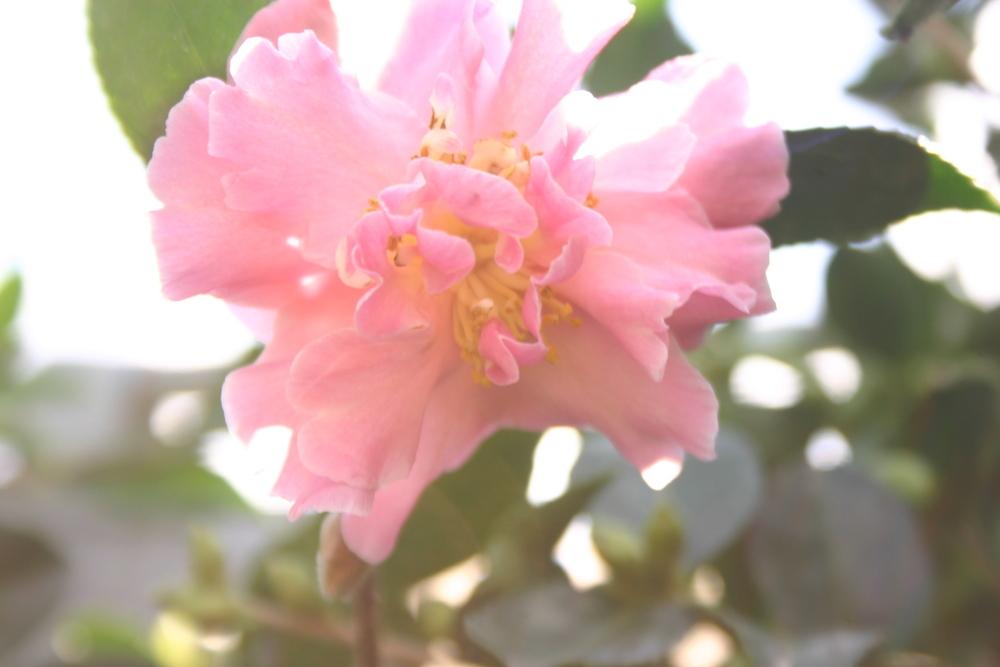 Photo of Camellia (Camellia sasanqua) uploaded by jon