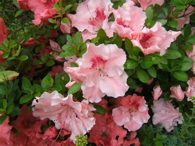 Photo of Azalea (Rhododendron 'Hilda Niblett') uploaded by pirl