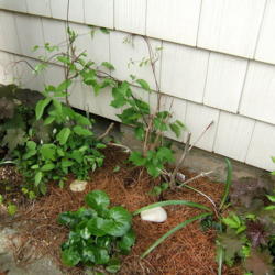 Location: Right of dog's pen gate - probably too much shade for it.
Date: 2012-0426
Newly planted. Vino clematis is on the right.