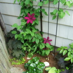 Location: Right of dog's pen gate - probably too much shade for it.
Date: 2012-0523
Blooms mainly at the bottom. Might be due to too much shade.