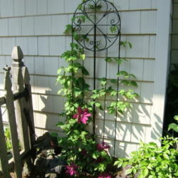 Location: Right of dog's pen gate - probably too much shade for it.
Date: 2012-0529
Grew and bloomed very fast.