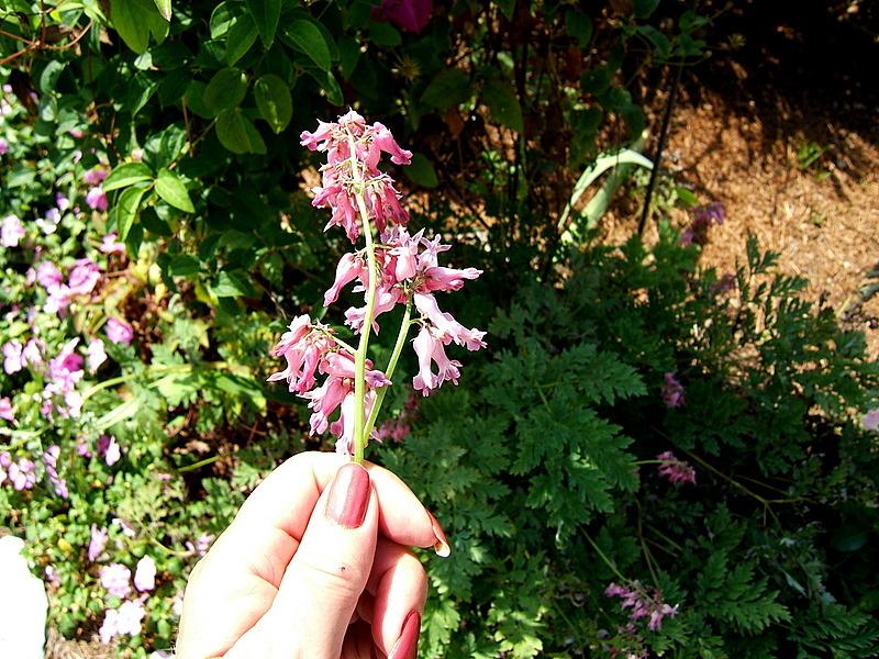 Photo of Wild Bleedingheart (Dicentra eximia) uploaded by pirl