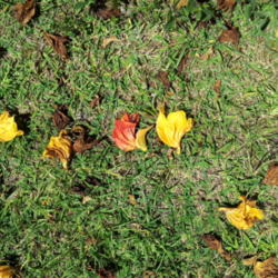 Location: Near Kona, HI
Date: Oct 2013
Fallen flowers showing common orange flower next to a yellow cult
