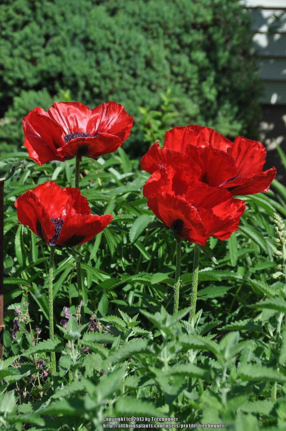 Photo of Oriental Poppy (Papaver orientale 'Beauty of Livermere') uploaded by treehugger