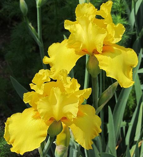Photo of Tall Bearded Iris (Iris 'Temple Gold') uploaded by Bloombuddie