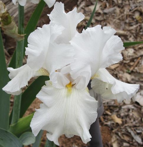 Photo of Tall Bearded Iris (Iris 'Pontiff') uploaded by Bloombuddie