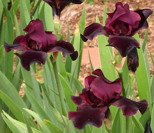 Photo of Tall Bearded Iris (Iris 'Spectacular Bid') uploaded by Bloombuddie