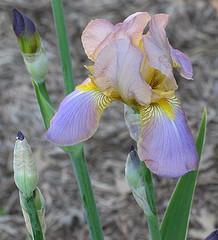 Photo of Tall Bearded Iris (Iris 'Quaker Lady') uploaded by Bloombuddie
