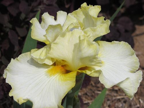 Photo of Tall Bearded Iris (Iris 'Ruth Simmons') uploaded by Bloombuddie