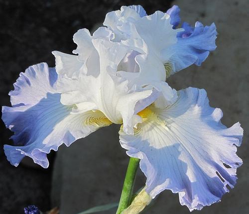 Photo of Tall Bearded Iris (Iris 'Ruffled Ballet') uploaded by Bloombuddie