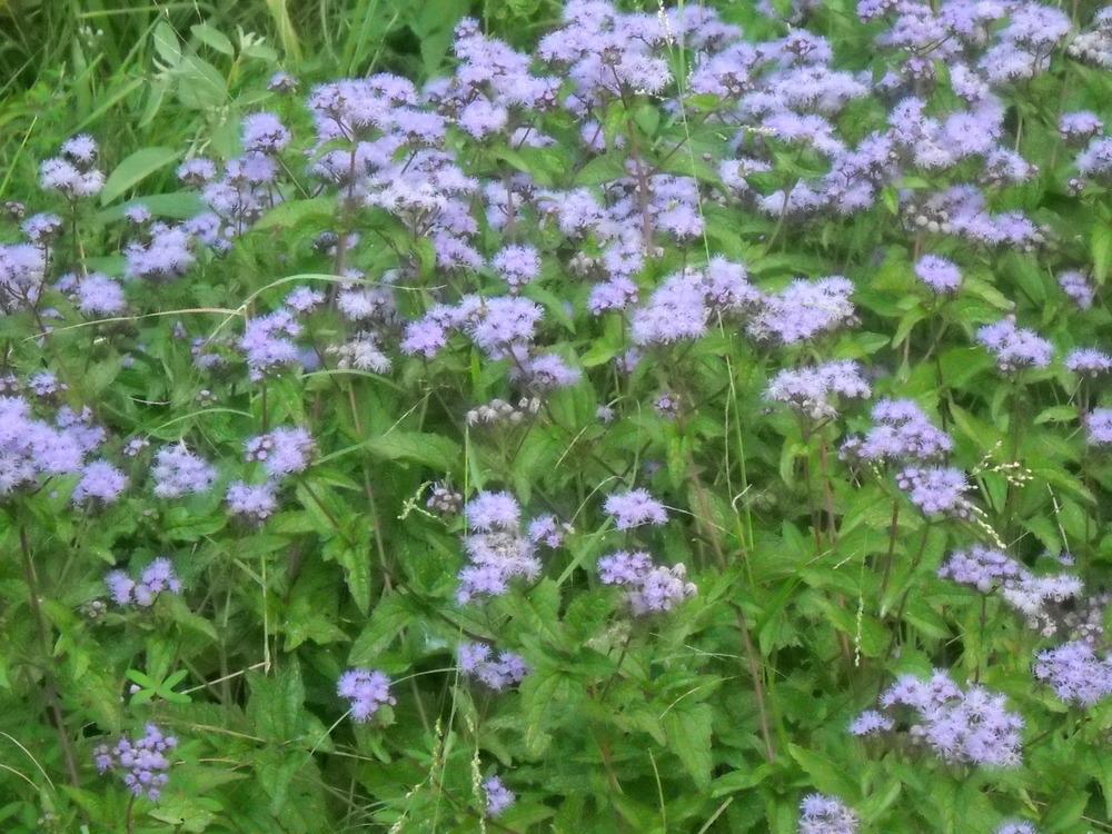 Photo of Blue Mistflower (Conoclinium coelestinum) uploaded by Katie