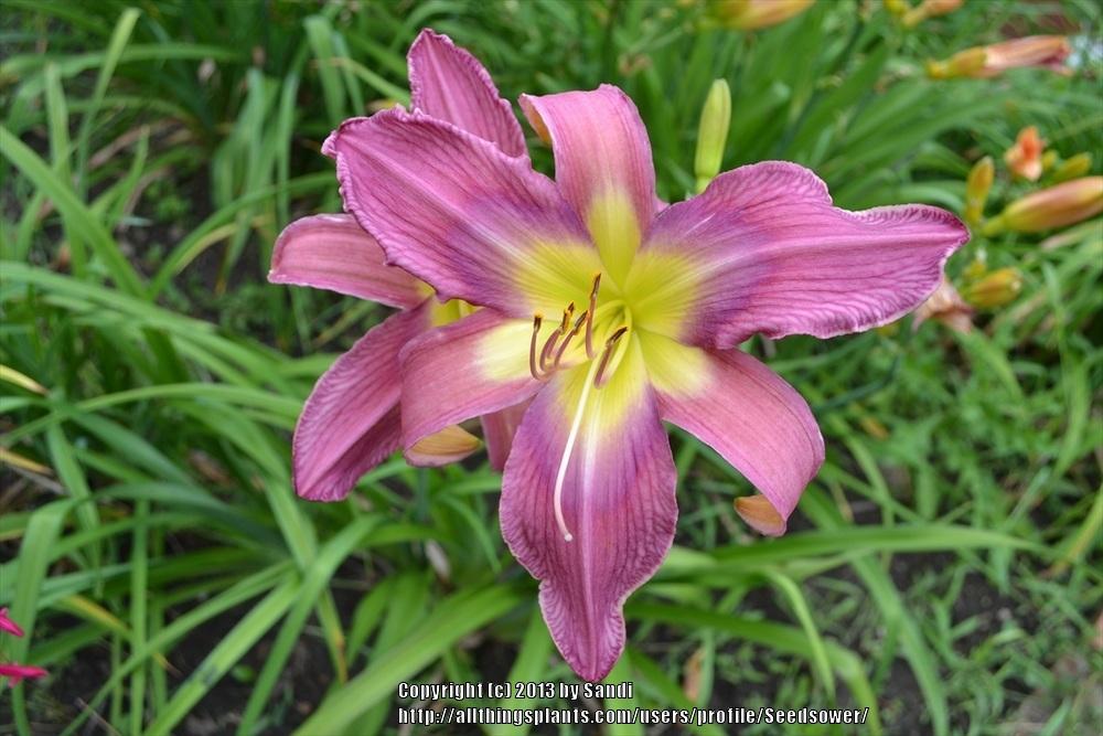Photo of Daylily (Hemerocallis 'Odds and Ends') uploaded by Seedsower