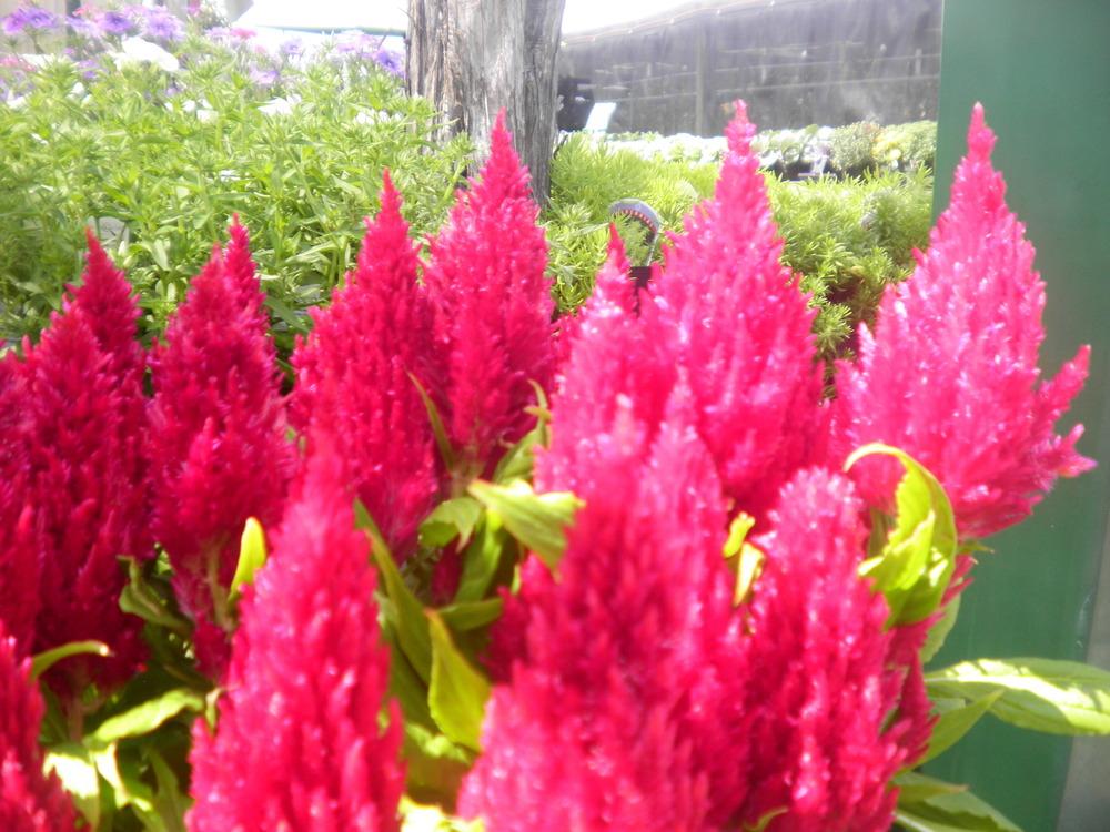 Photo of Feather Celosia (Celosia argentea 'New Look') uploaded by abigail