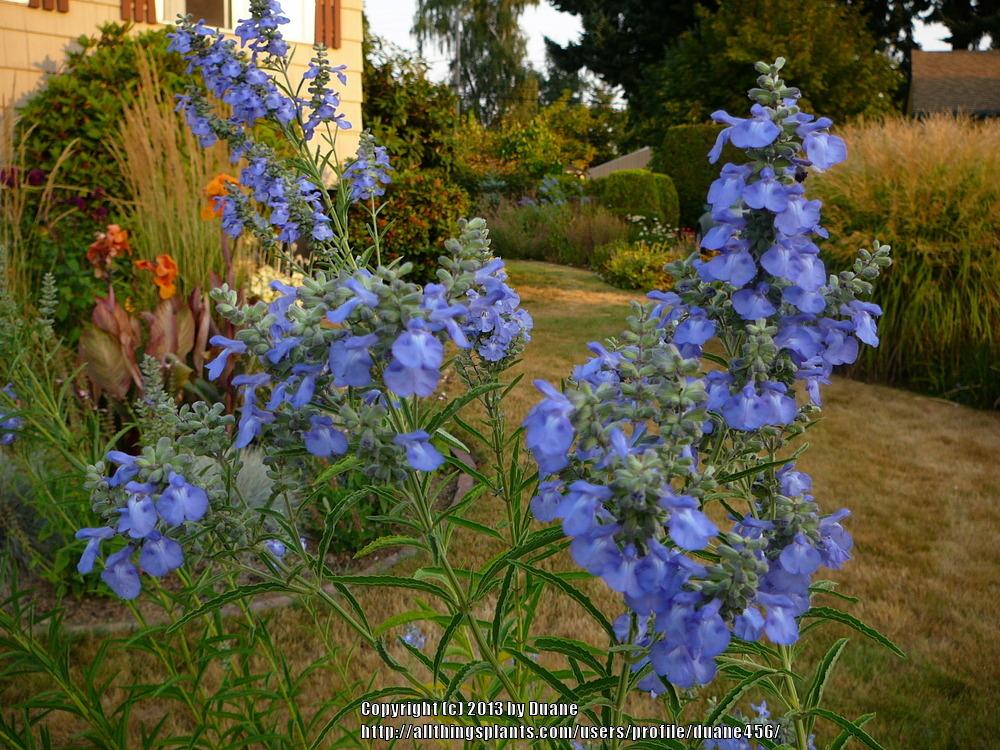 Photo of Blue Sage (Salvia azurea) uploaded by duane456
