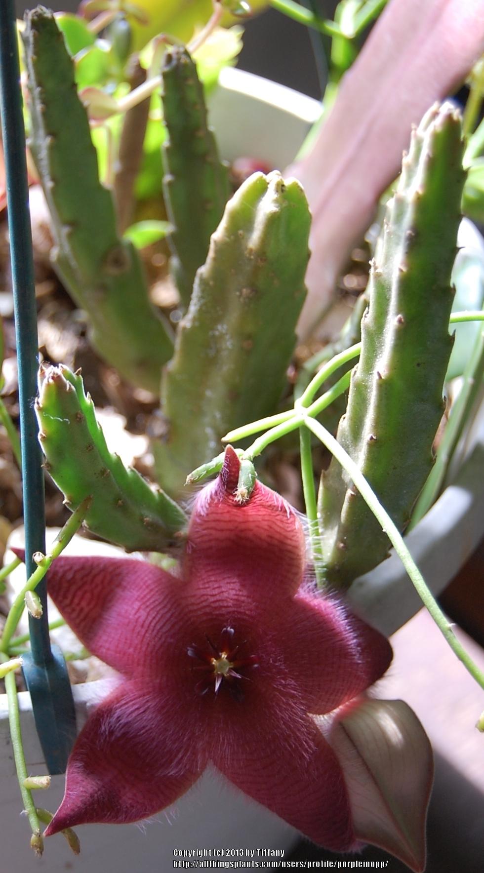 Photo of Starfish Cactus (Ceropegia grandiflora) uploaded by purpleinopp