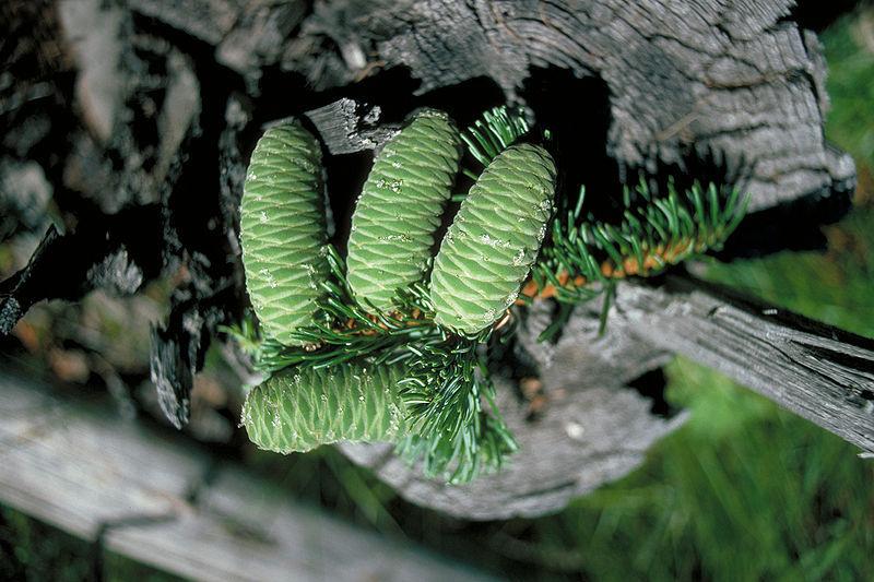 Photo of Grand Fir (Abies grandis) uploaded by robertduval14