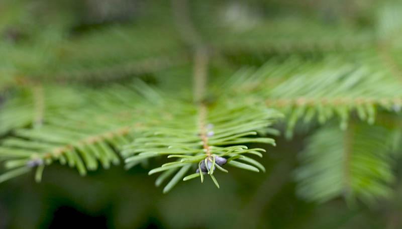 Photo of Grand Fir (Abies grandis) uploaded by robertduval14