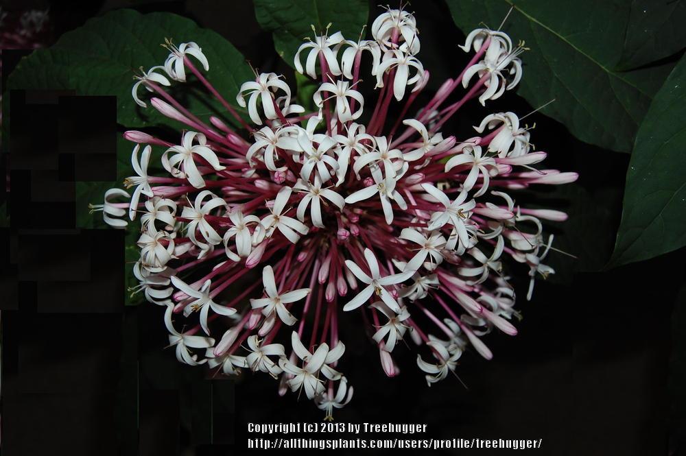 Photo of Shooting Star (Clerodendrum quadriloculare) uploaded by treehugger