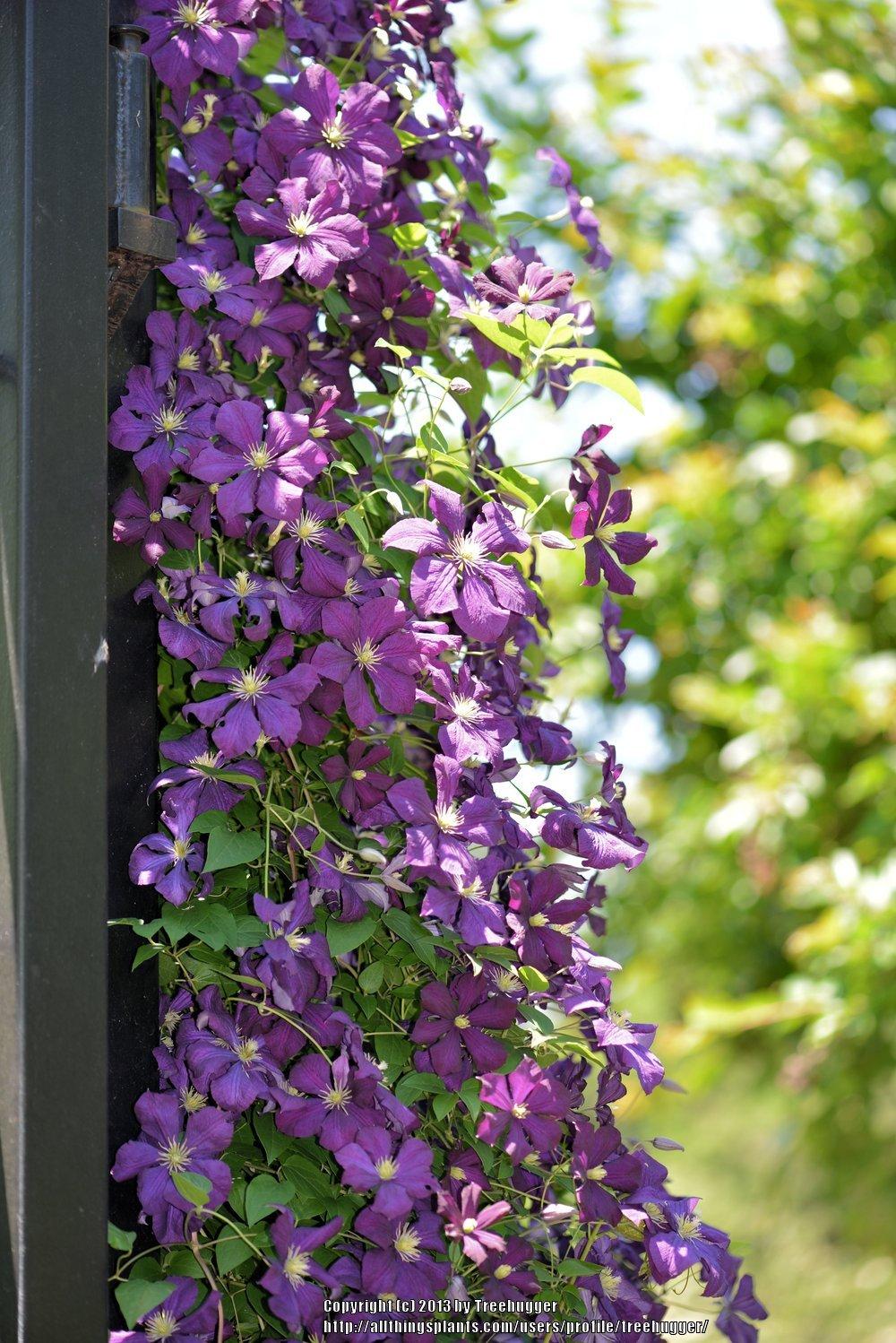 Photo of Clematis (Clematis viticella 'Etoile Violette') uploaded by treehugger