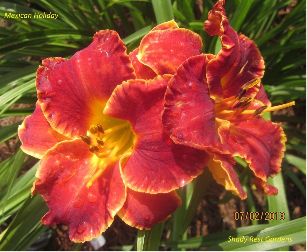 Photo of Daylily (Hemerocallis 'Mexican Holiday') uploaded by Casshigh