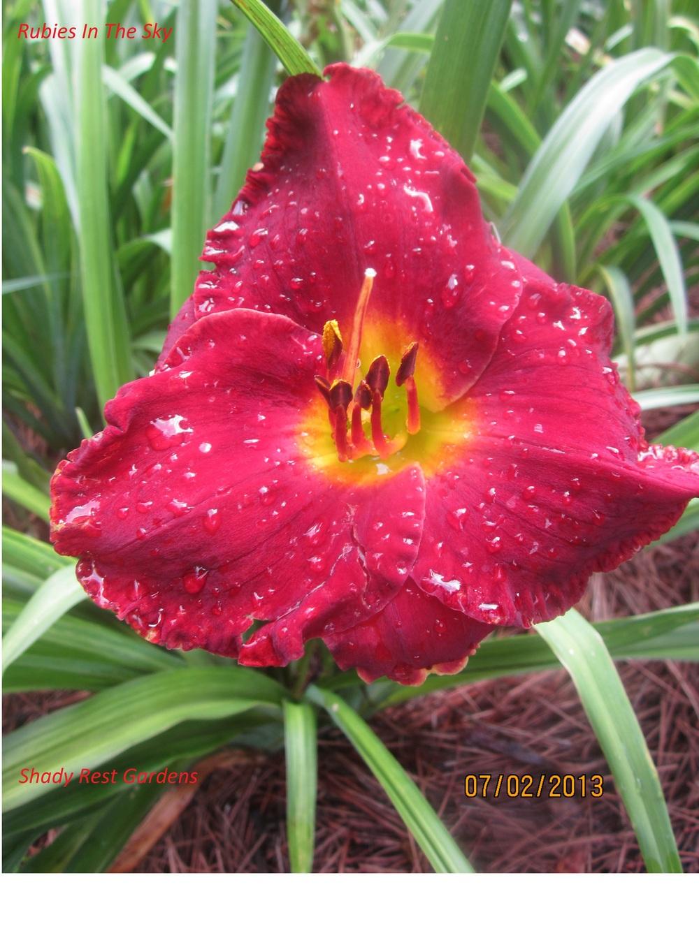 Photo of Daylily (Hemerocallis 'Rubies in the Sky') uploaded by Casshigh