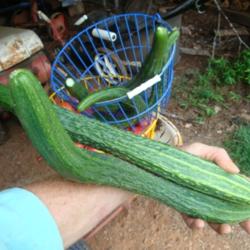 Location: MoonDance Farm, NC
Date: 2011-07-08
Suyo Long cucumber - long, tender, tasty!