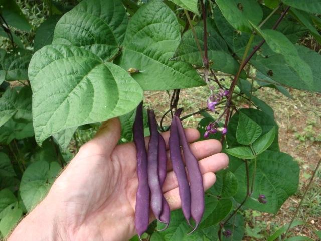Photo of Snap Bean (String (Phaseolus vulgaris 'Purple Pod Pole') uploaded by Horseshoe