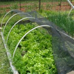 Location: MoonDance Farm, NC
Date: 2011-05-09
Nevada lettuce heads - close spacing (growing comfortably with ca