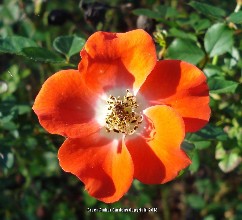 Photo of Rose (Rosa 'Gizmo') uploaded by lovemyhouse
