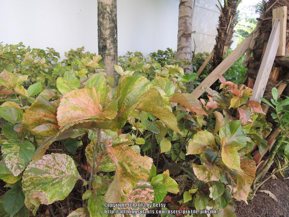 Photo of Copper Leaf (Acalypha wilkesiana) uploaded by piksihk