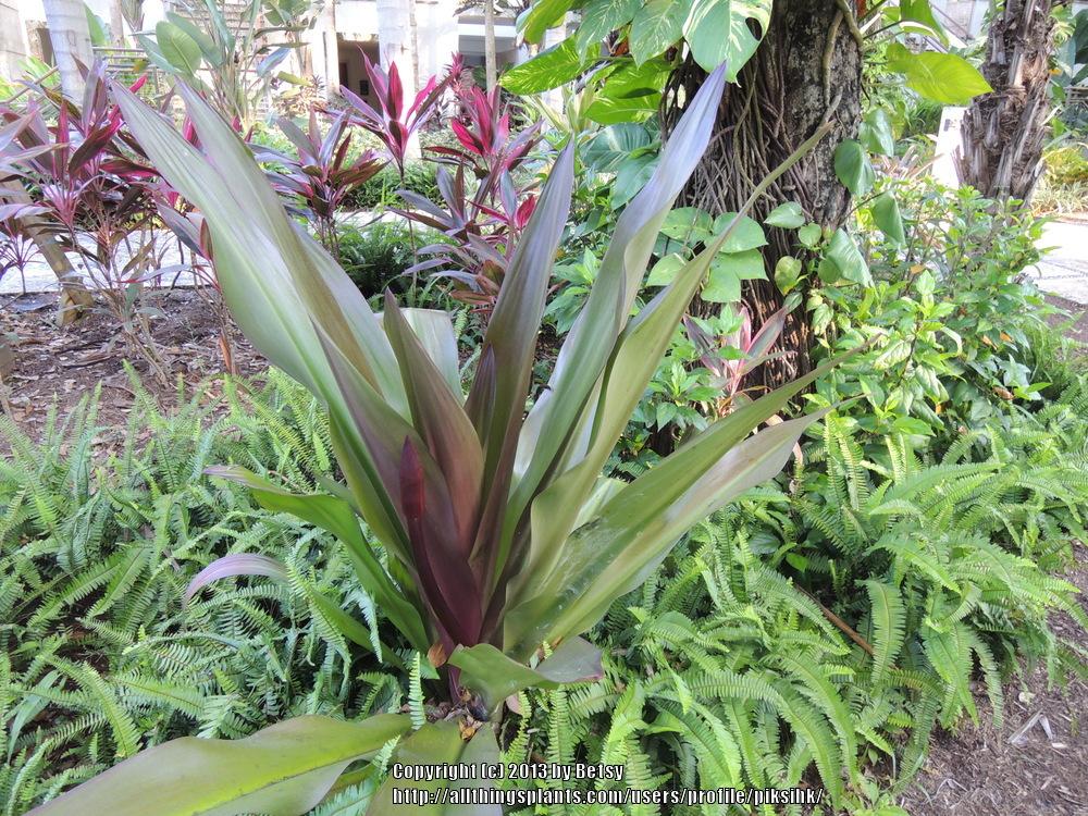 Photo of Crinums (Crinum) uploaded by piksihk