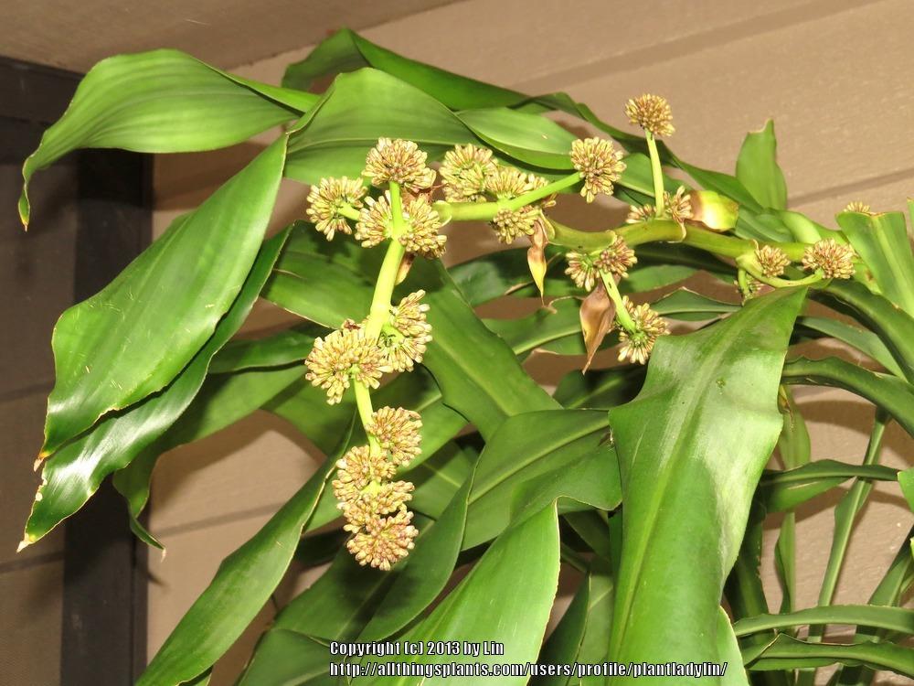 Photo of Corn Plant (Dracaena fragrans) uploaded by plantladylin