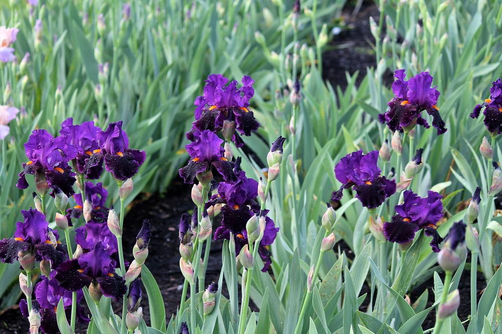 Photo of Tall Bearded Iris (Iris 'Local Color') uploaded by ARUBA1334
