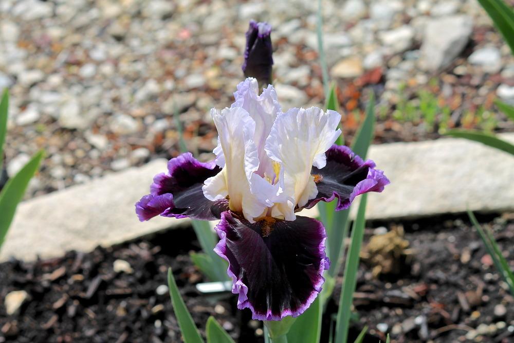 Photo of Tall Bearded Iris (Iris 'Enjoy the Party') uploaded by ARUBA1334