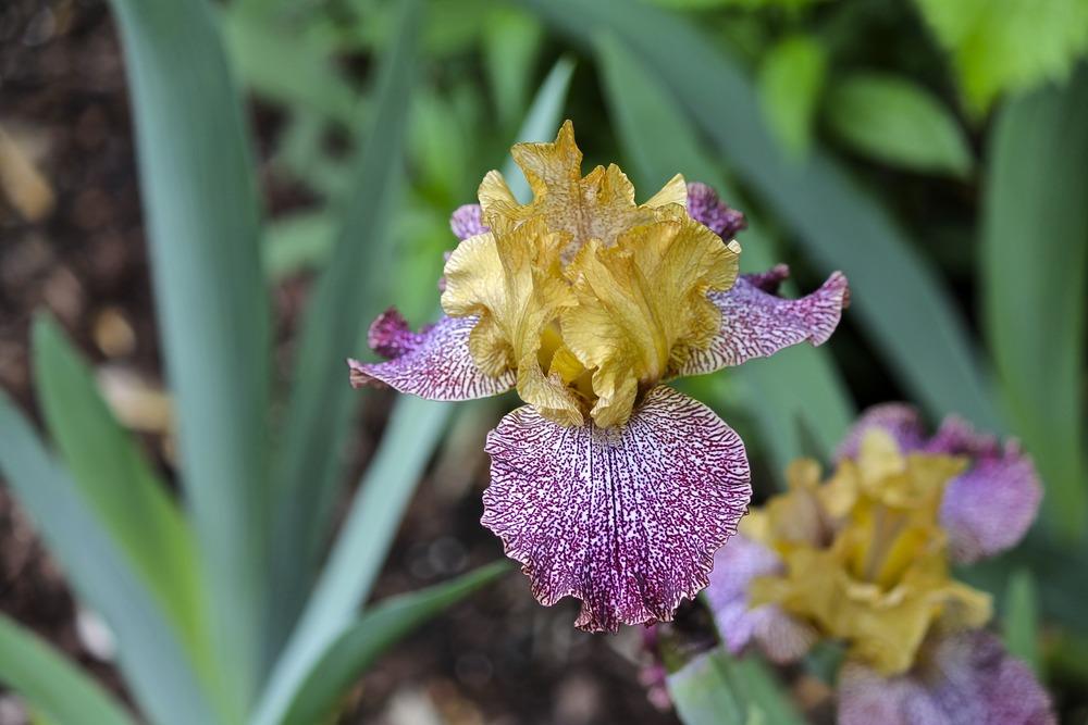 Photo of Tall Bearded Iris (Iris 'Temporal Anomaly') uploaded by ARUBA1334