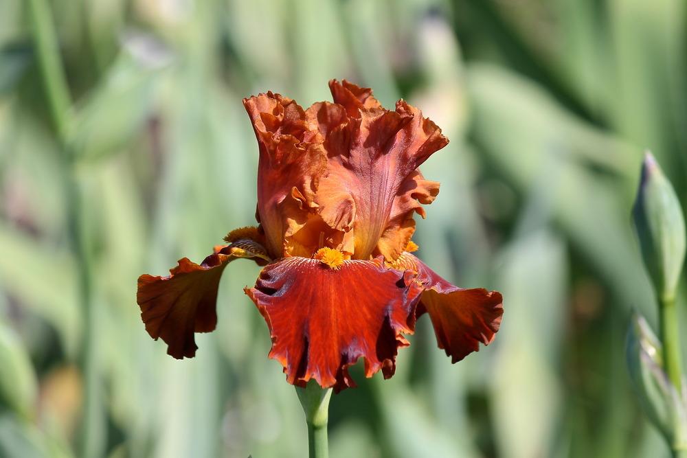 Photo of Tall Bearded Iris (Iris 'Rustler') uploaded by ARUBA1334