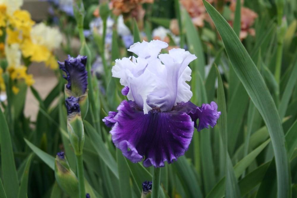 Photo of Tall Bearded Iris (Iris 'Glamorama') uploaded by KentPfeiffer